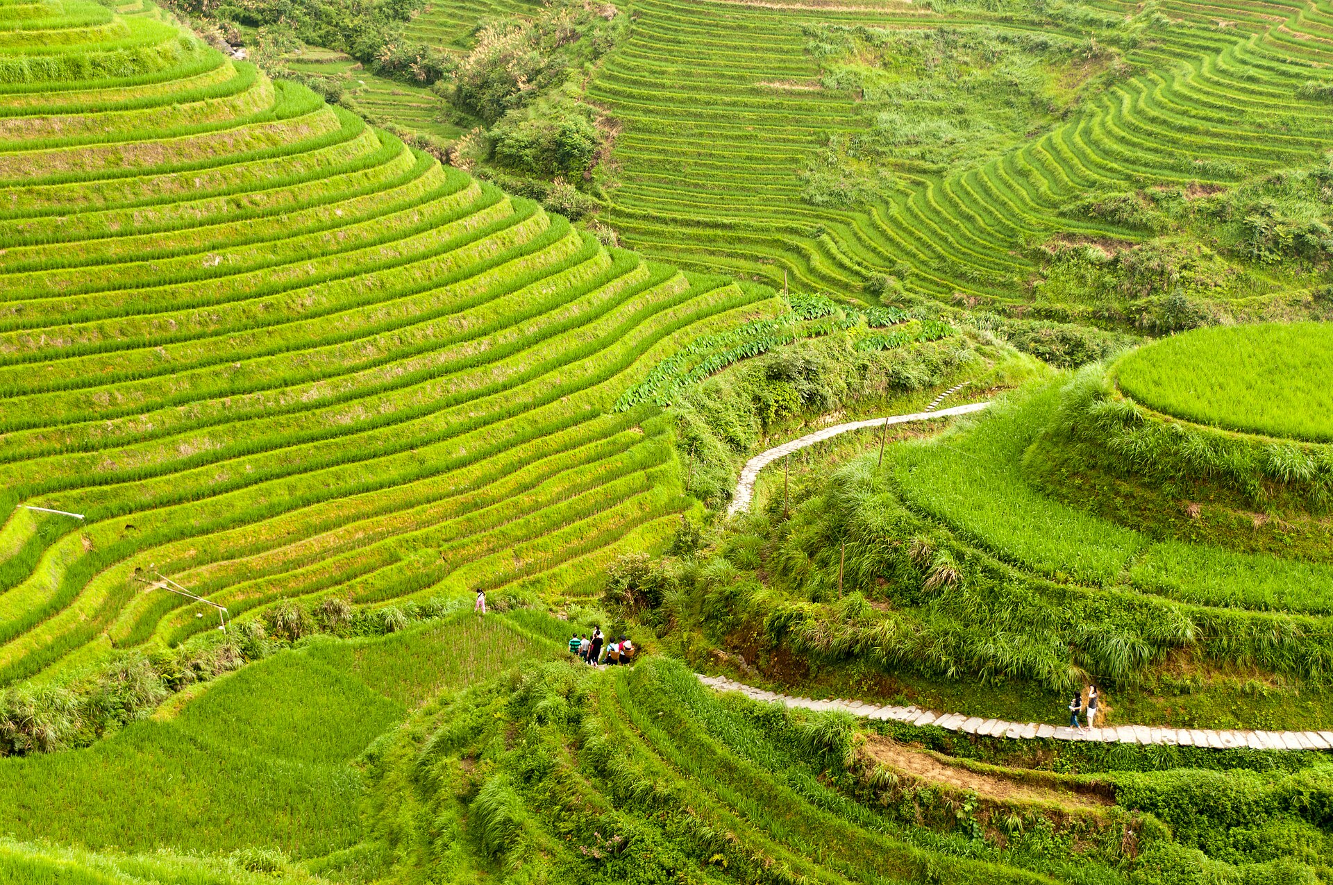 Longji Rice Terraces